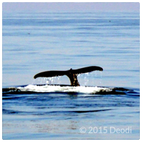 whale