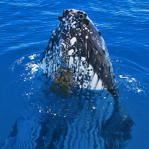 Whale