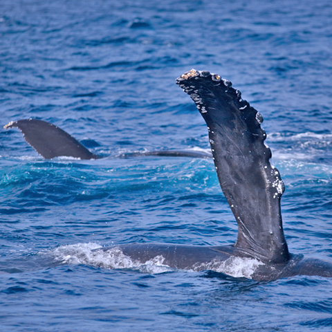 Whale