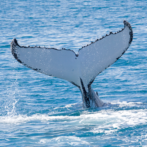 Whale