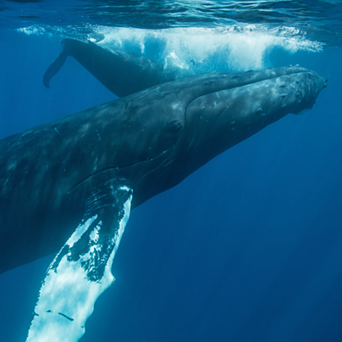 Whale